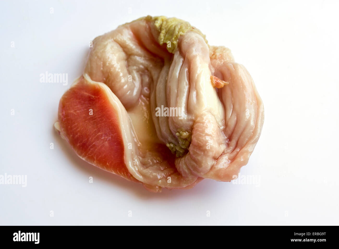Raw Chicken Gizzards - Close up Detail Stock Photo