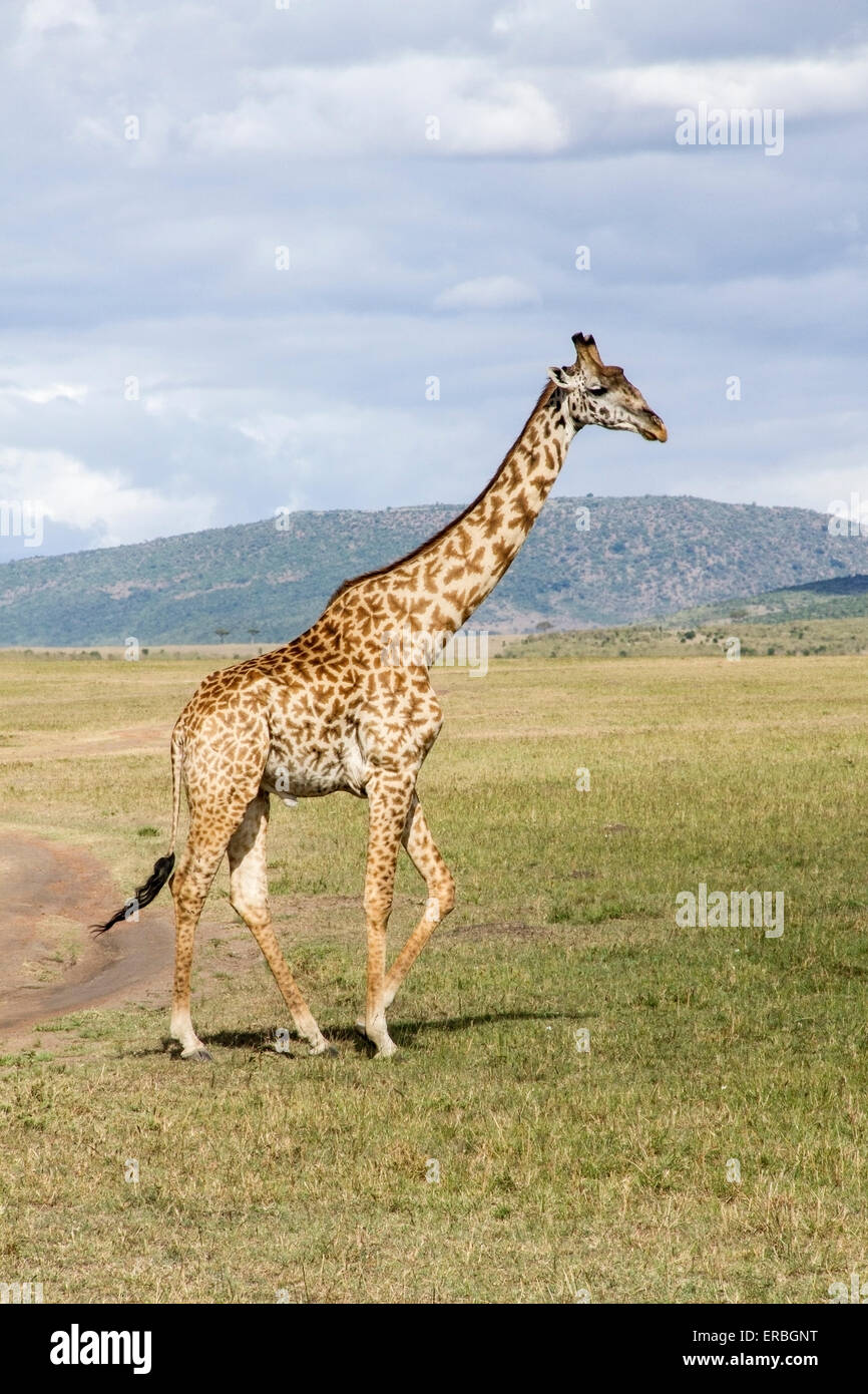 giraffe (Giraffa camelopardalis) adult walking in the bush, in desert country, Kenya, Africa Stock Photo
