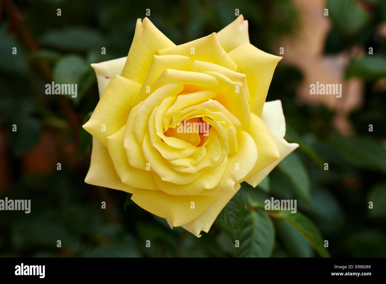 Elegant Yellow Rose in a natural green background Stock Photo - Alamy