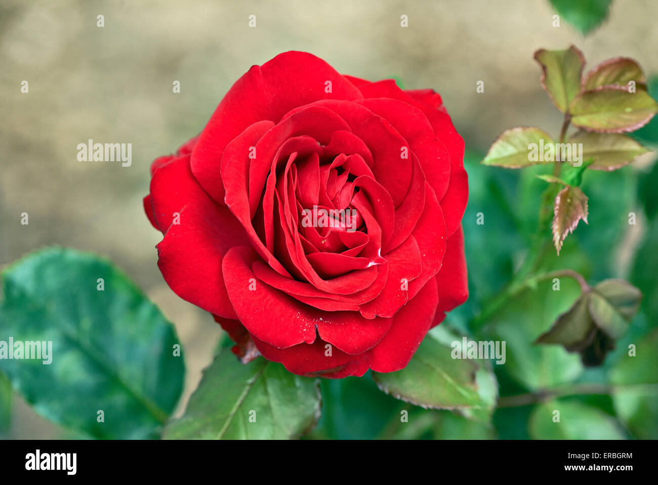 Elegant Red Rose in a natural green background Stock Photo - Alamy