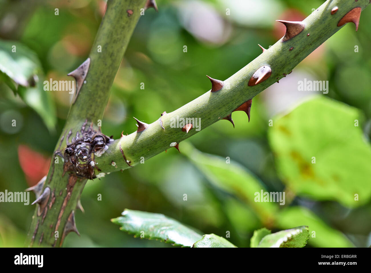 The Grey Skort - Rose Thorns main image 1
