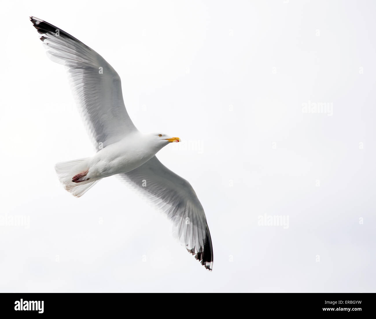 Single seagull in flight on gray sky Stock Photo