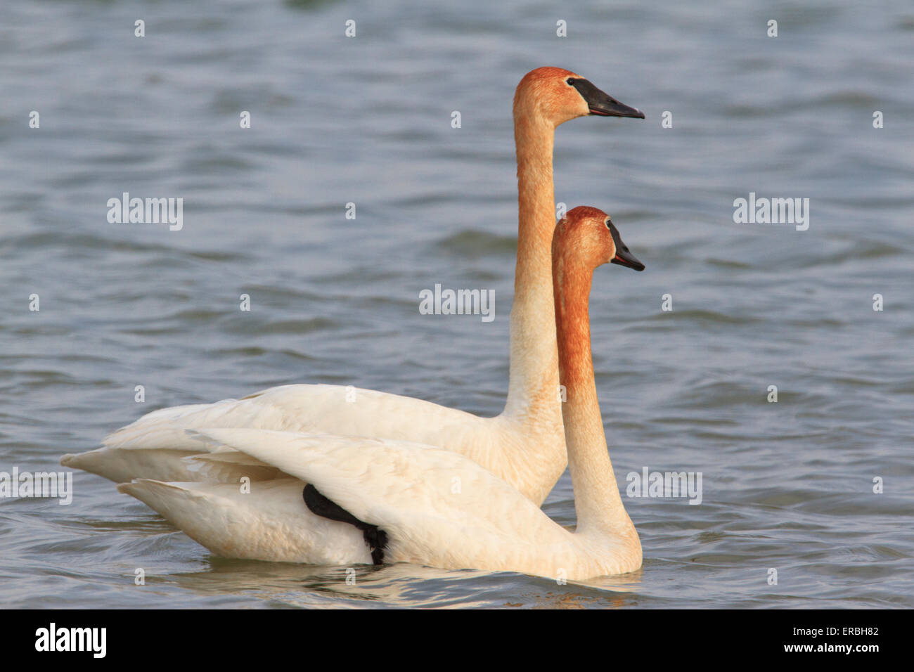 Pair of trumpeter swan (Cygnus buccinator), with necks stained brown from feeding Stock Photo