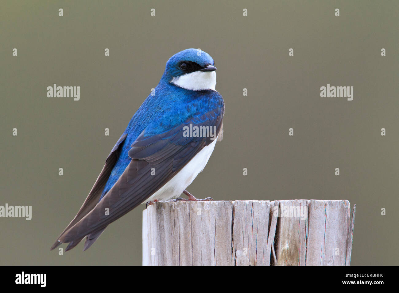 tree swallow (Tachycineta bicolor) Stock Photo