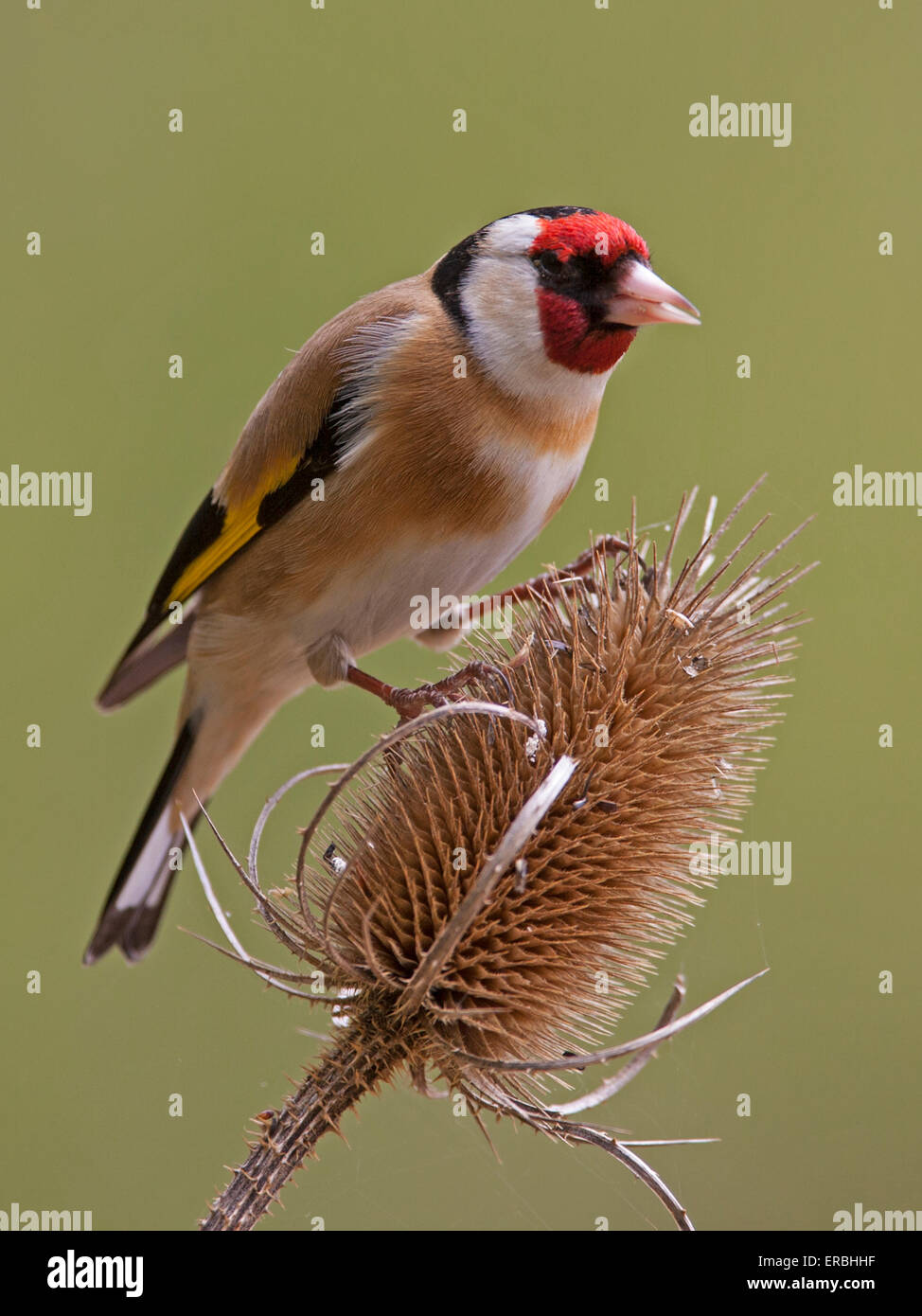 Goldfinch teasel hi-res stock photography and images - Alamy