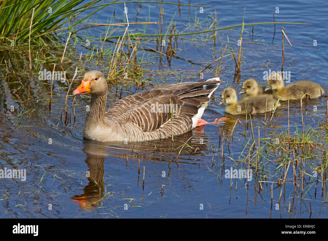 Greylag goose with goslings swimming Stock Photo