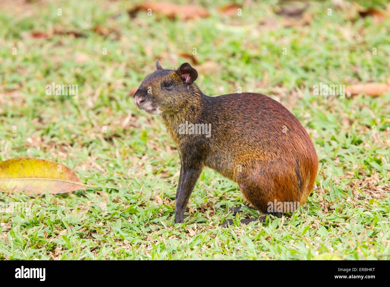 Agouti color fur hires stock photography and images Alamy