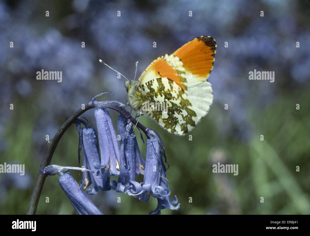 Orange-tip - Anthocharis cardamines Stock Photo