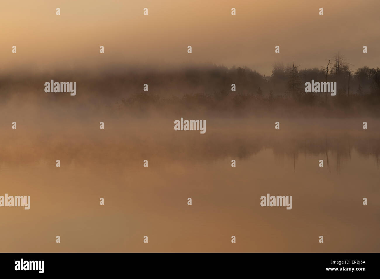 Lake Cassidy sunrise fog and trees Stock Photo Alamy