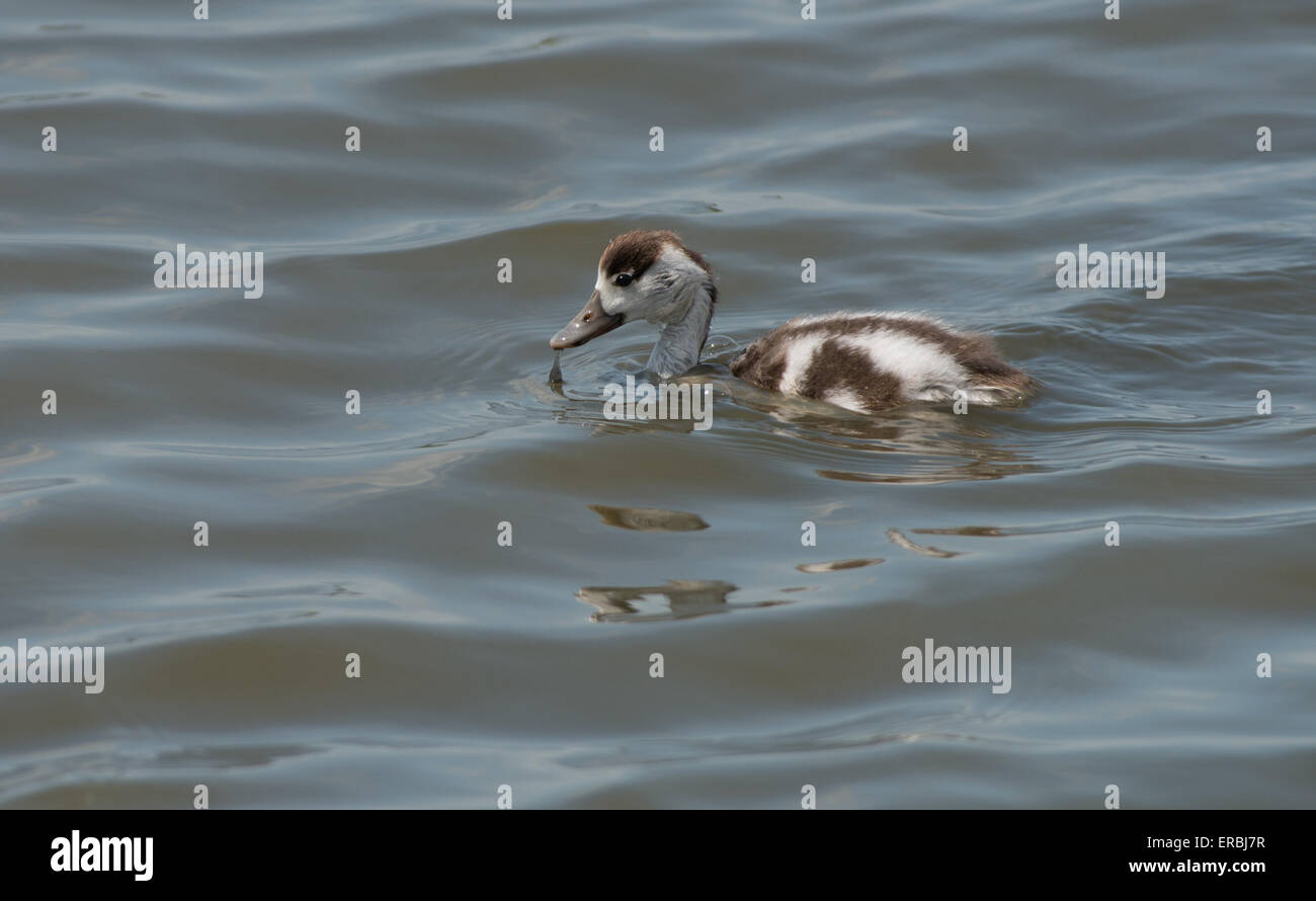 Shelduck  Duckling-Tadorna tadorna swims. Spring. Uk Stock Photo