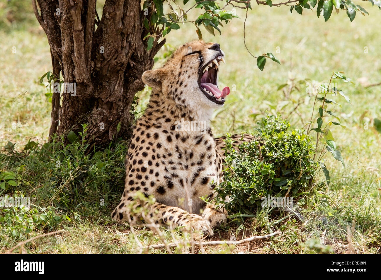 cheetah (Acinonyx jubatus) adult lying under tree with mouth wide open, Masai Mara, Kenya, Africa Stock Photo