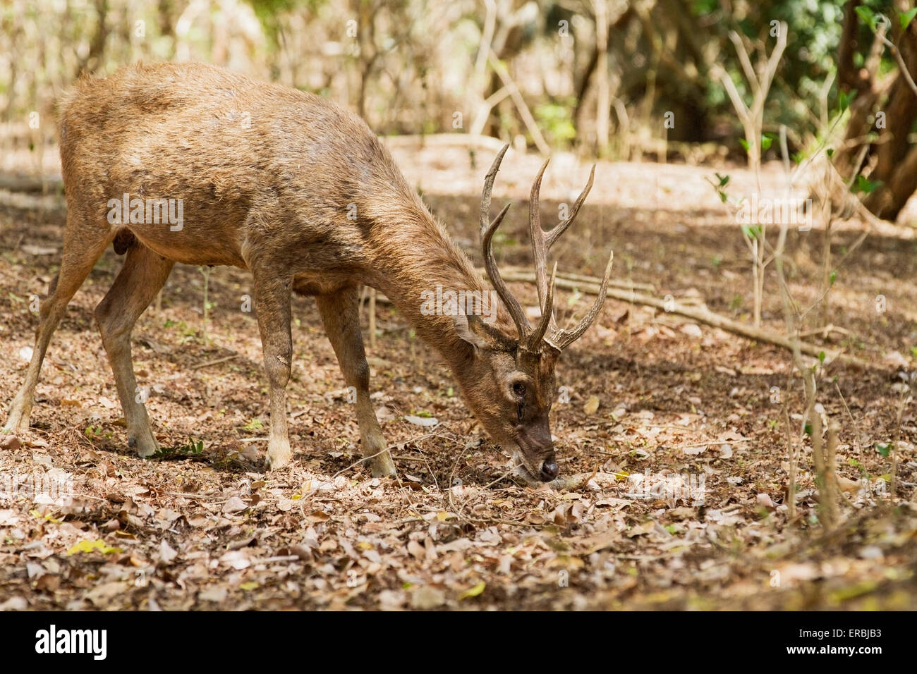 Timor deer (Rusa timorensis) adult in thick vegetation, Komodo island, Indonesia Stock Photo