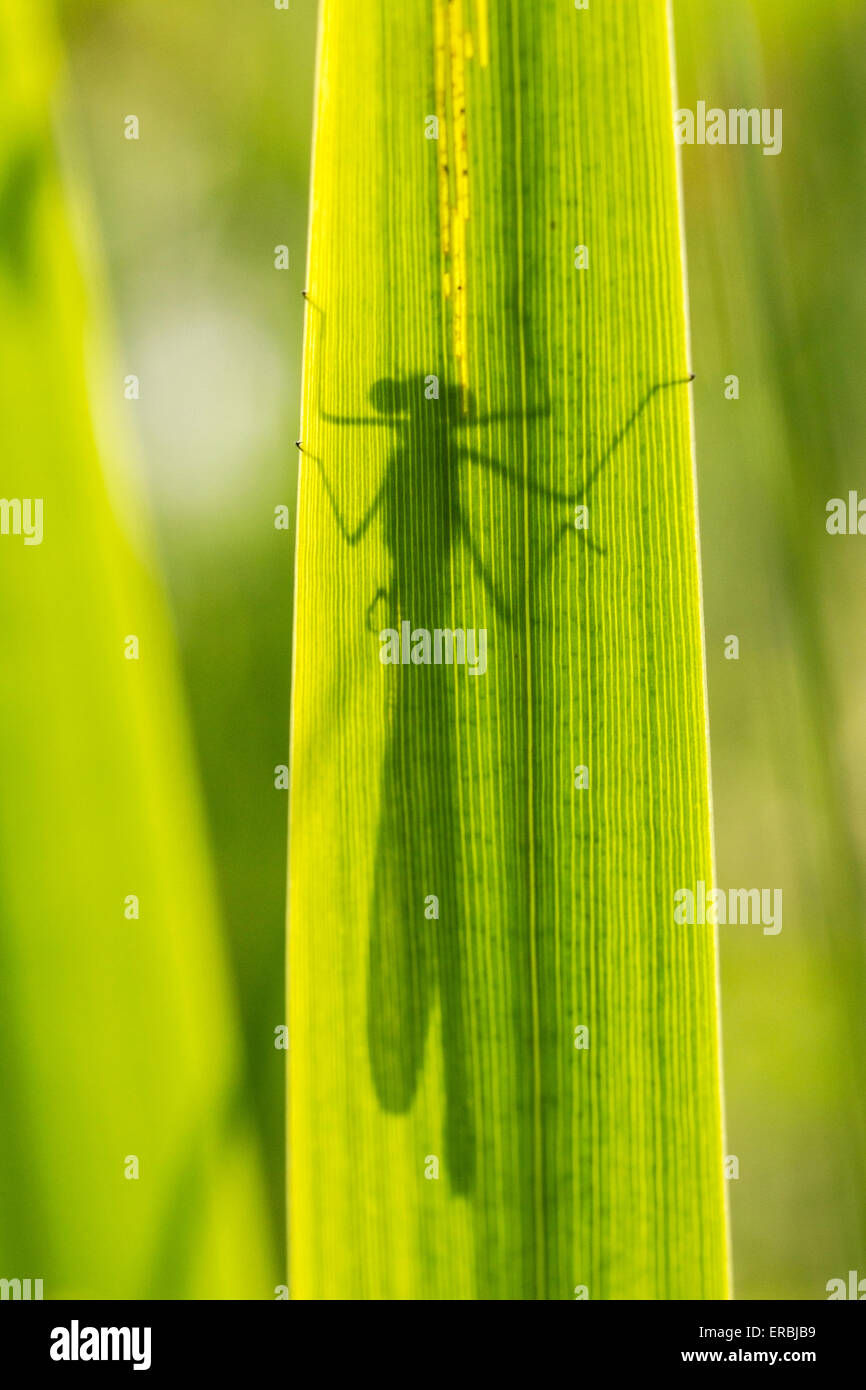 banded demoiselle (Calopteryx splendens) adult male in silhouette perched on grass stem, Norfolk, England, United Kingdom Stock Photo