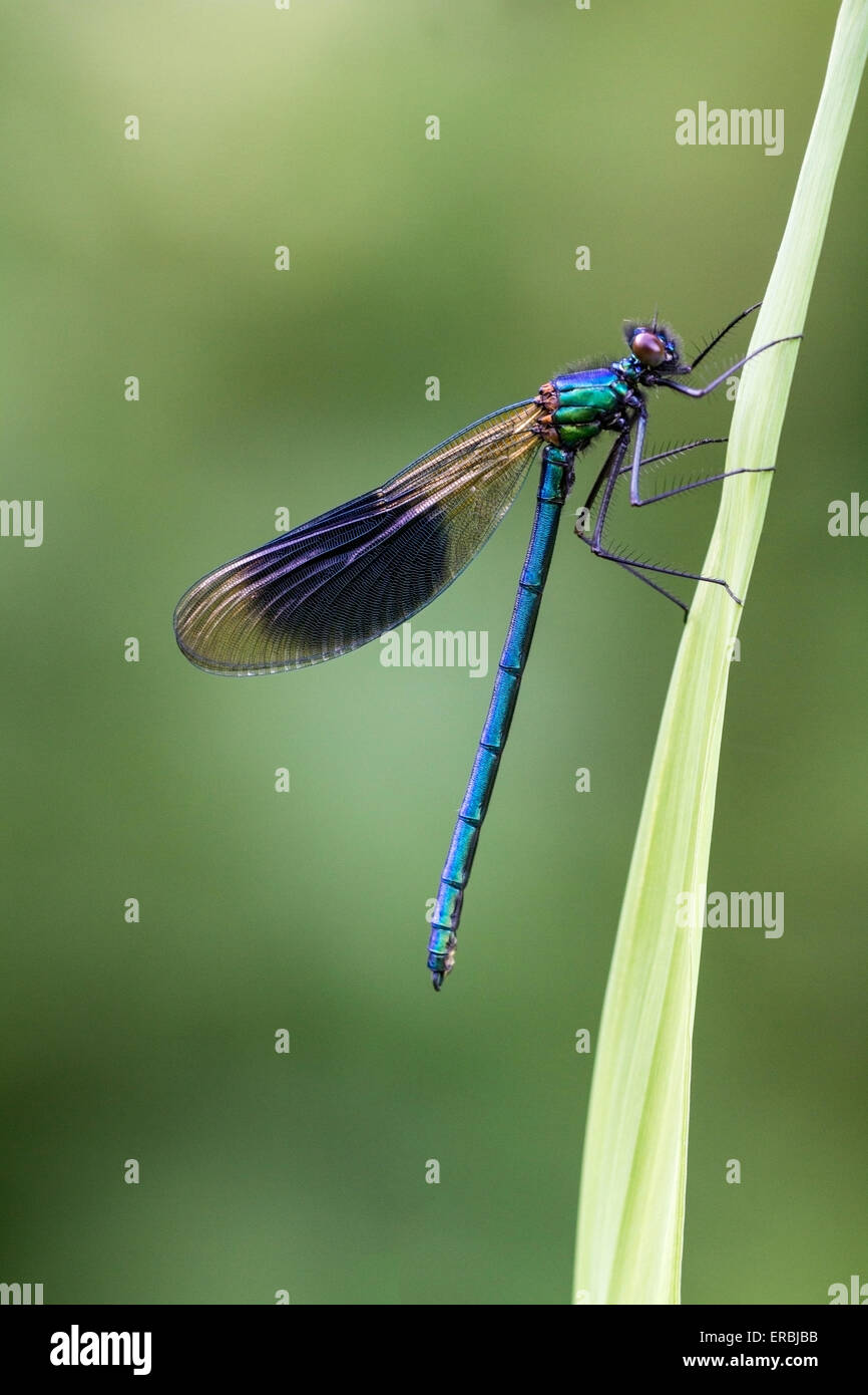 banded demoiselle (Calopteryx splendens) adult male perched on grass stem, Norfolk, England, United Kingdom Stock Photo