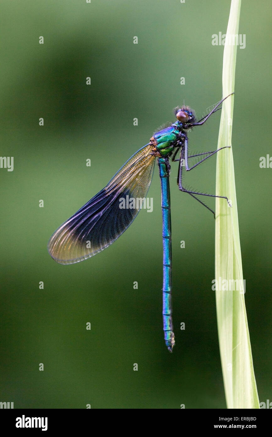 banded demoiselle (Calopteryx splendens) adult male perched on grass stem, Norfolk, England, United Kingdom Stock Photo