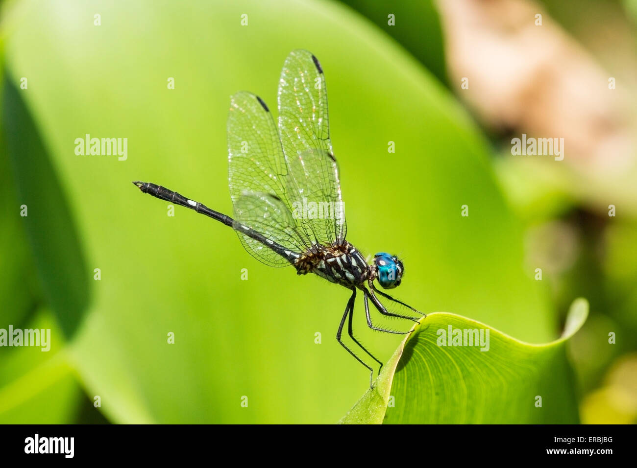 dragonfly resting on tropical leaf, Costa Rica, central America Stock Photo