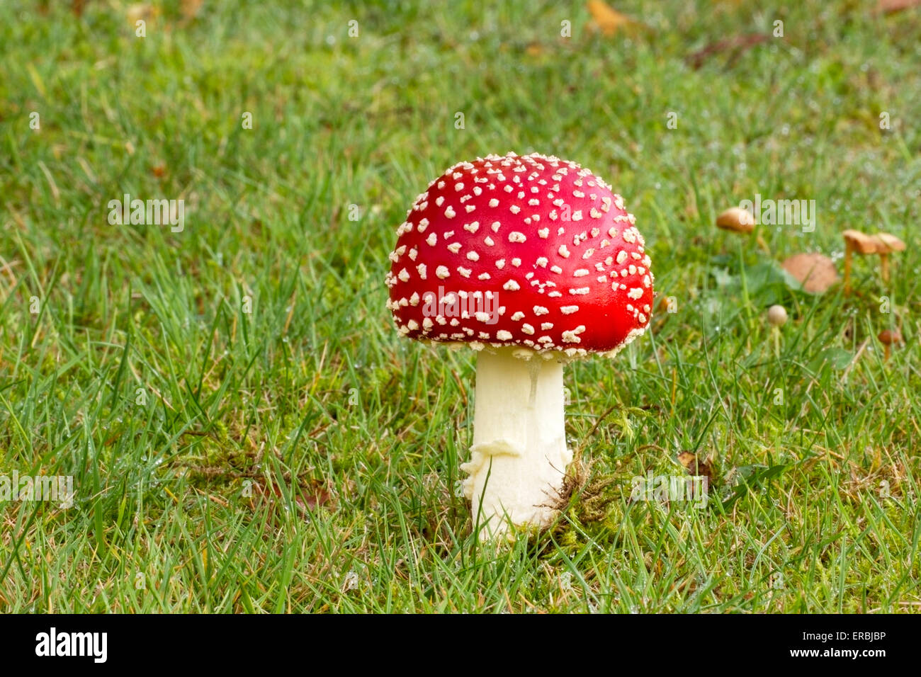 fly agaric (Amanita muscaria) fruiting body, on grass lawn, in autumn, Norfolk, England, United Kingdom Stock Photo