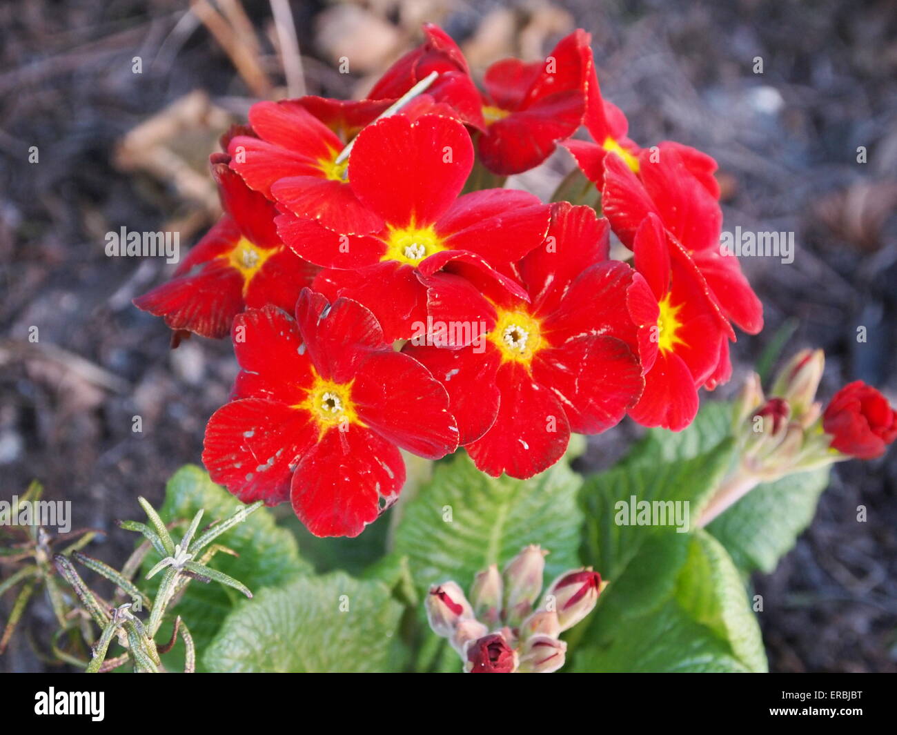 red primula flowers Stock Photo