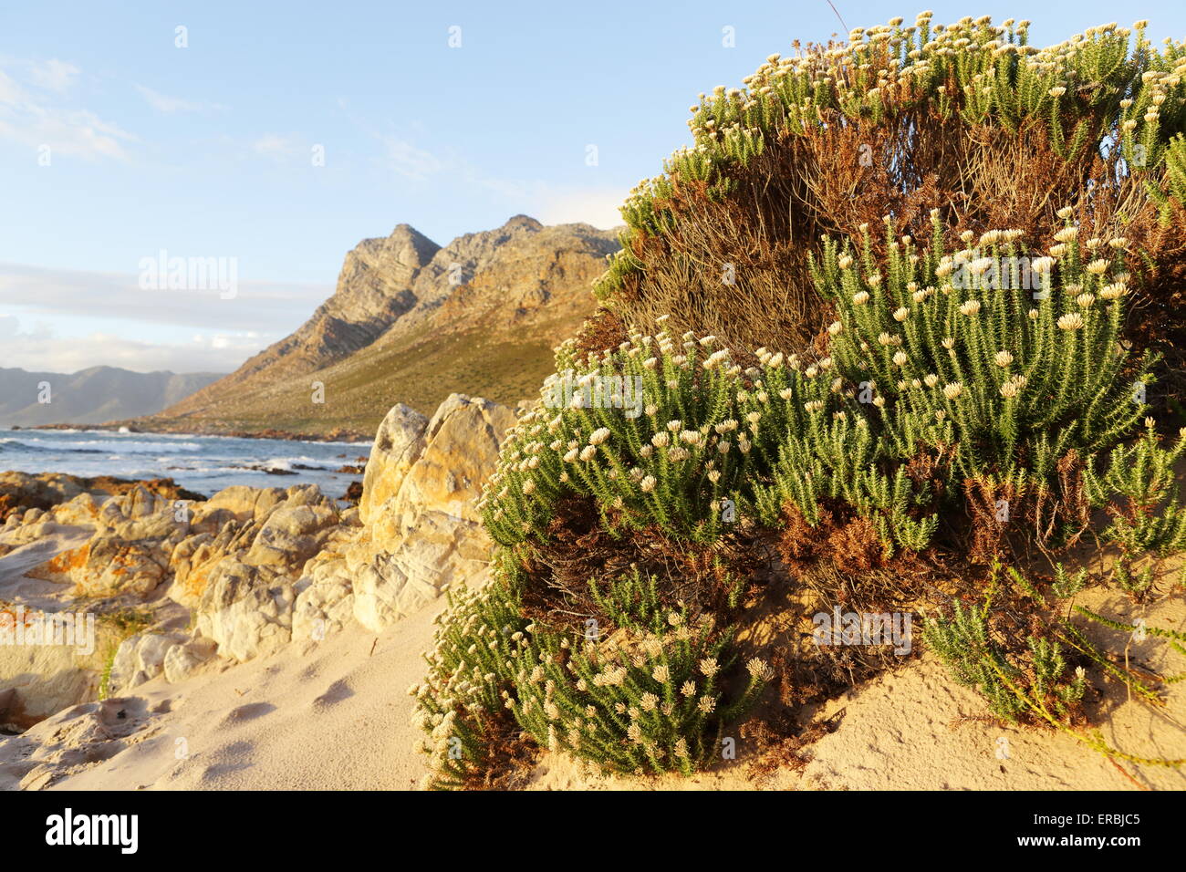 Bush of fynbos in bloom in Rooi Els Stock Photo