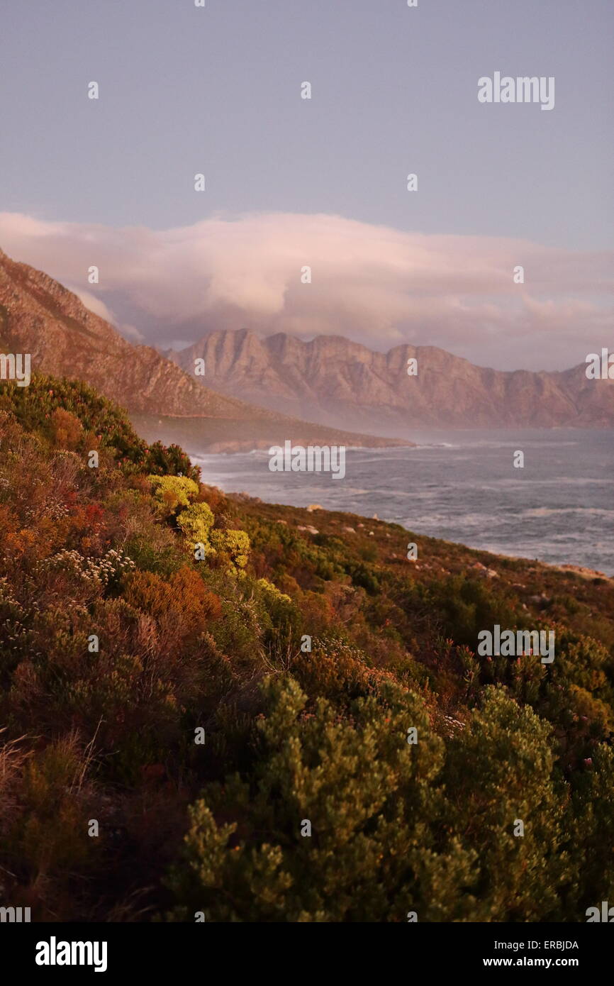 Hangklip at sunset, with coastal fynbos bushes in the foreground Stock Photo