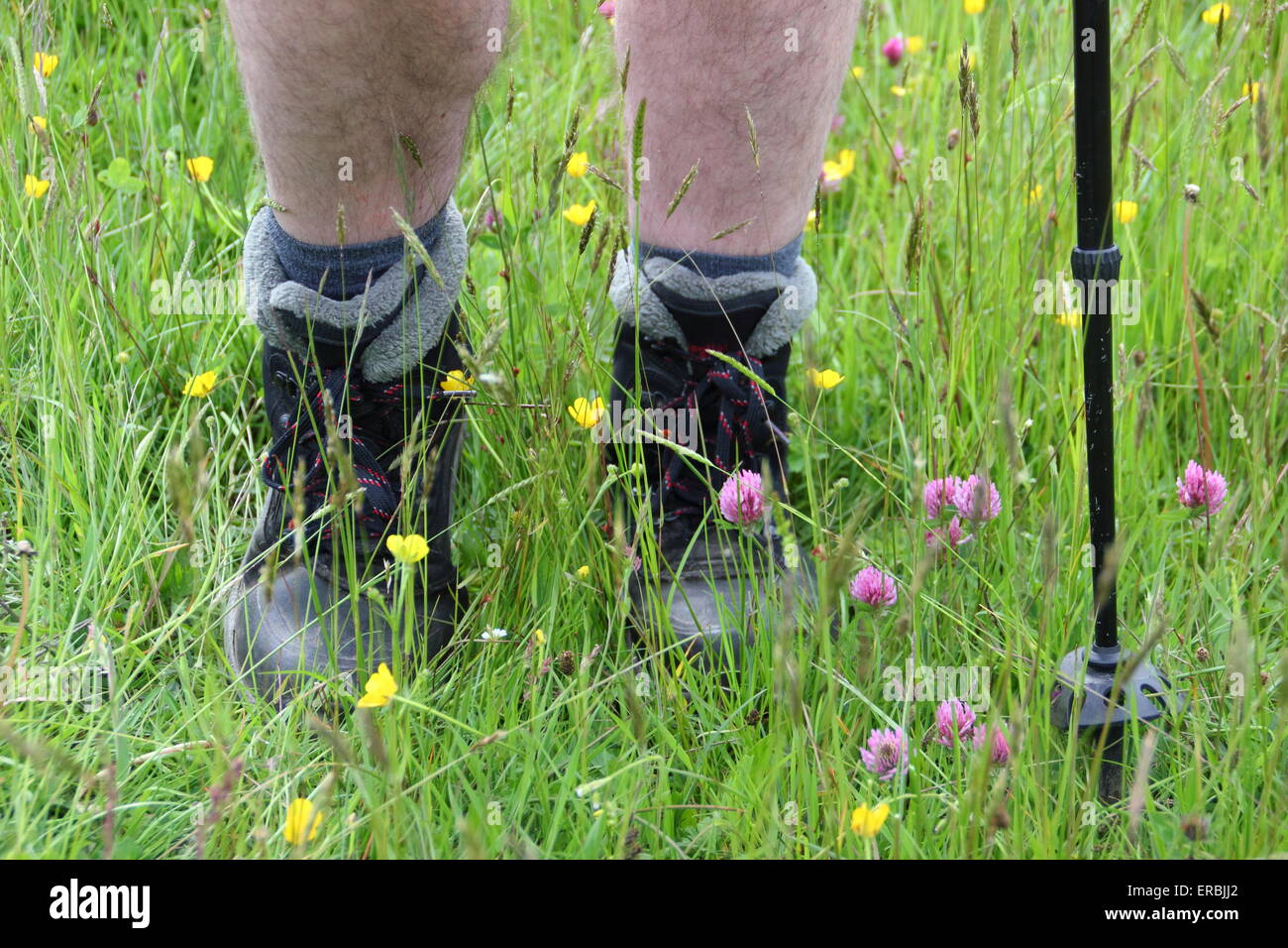 A man walks through a wildflower meadow of buttercups, grasses and clover, Derbyshire, Britain, UK - May Stock Photo
