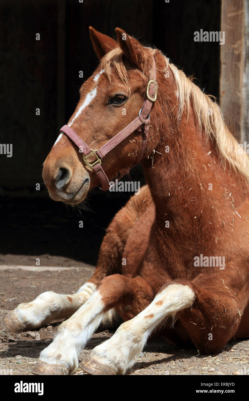 Horse sitting at the Turtleback Zoo, West Orange New Jersey Stock Photo