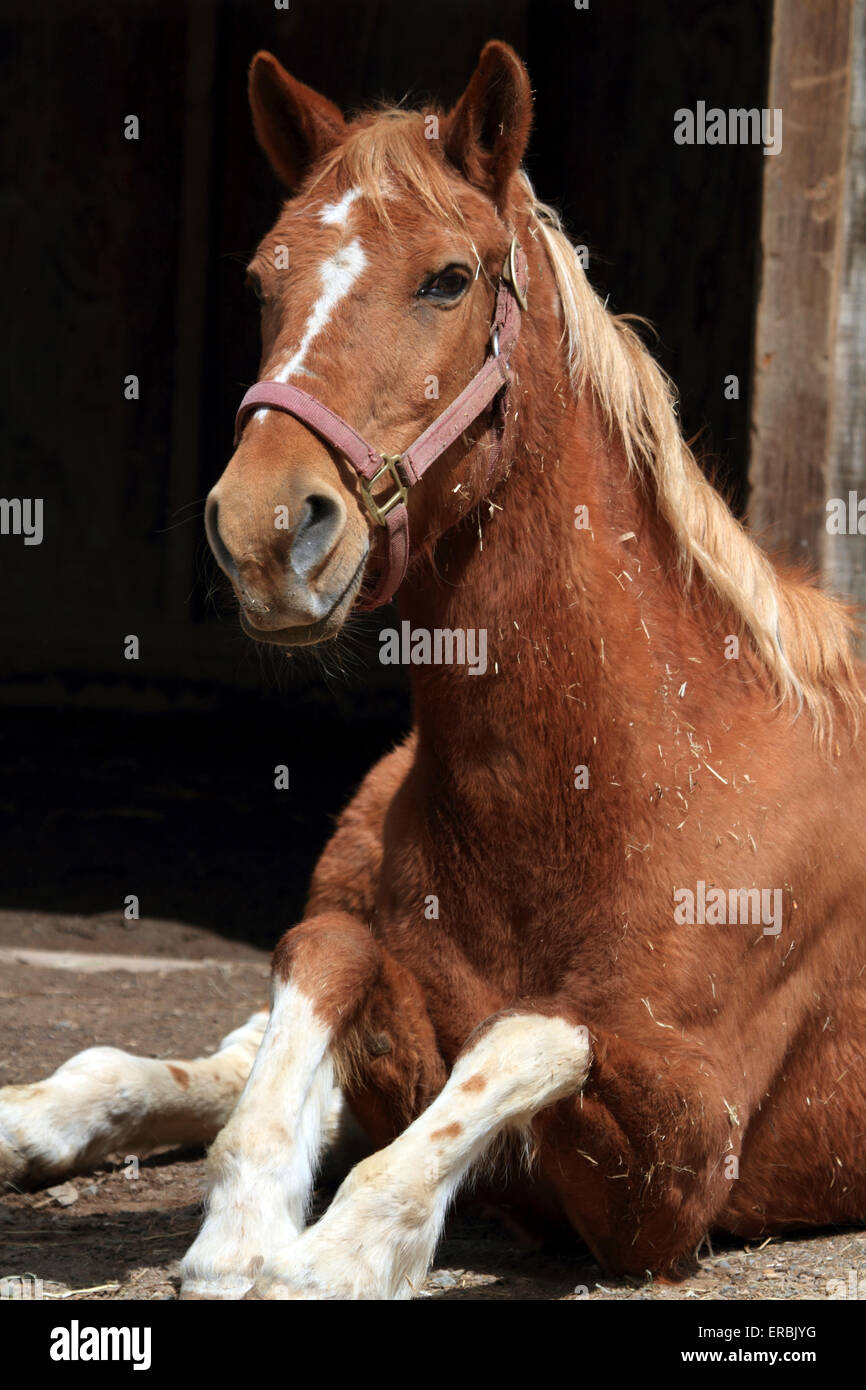 Horse sitting at the Turtleback Zoo, West Orange New Jersey Stock Photo