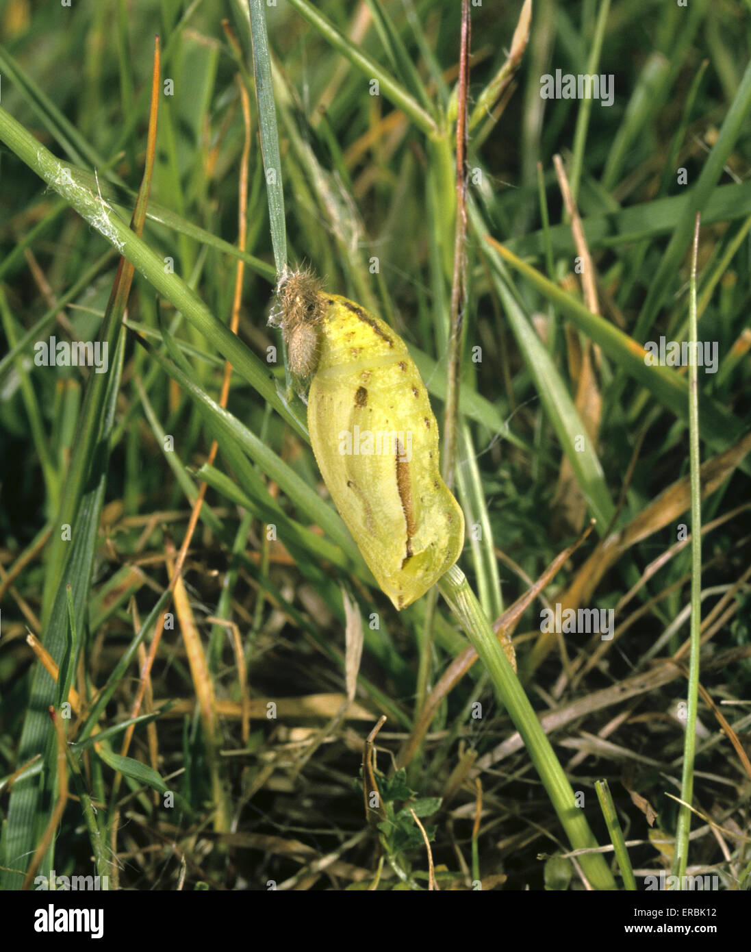 Meadow Brown - Maniola jurtina - pupa Stock Photo