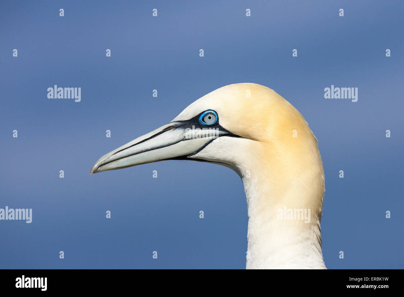 gannet-head-and-neck-hi-res-stock-photography-and-images-alamy