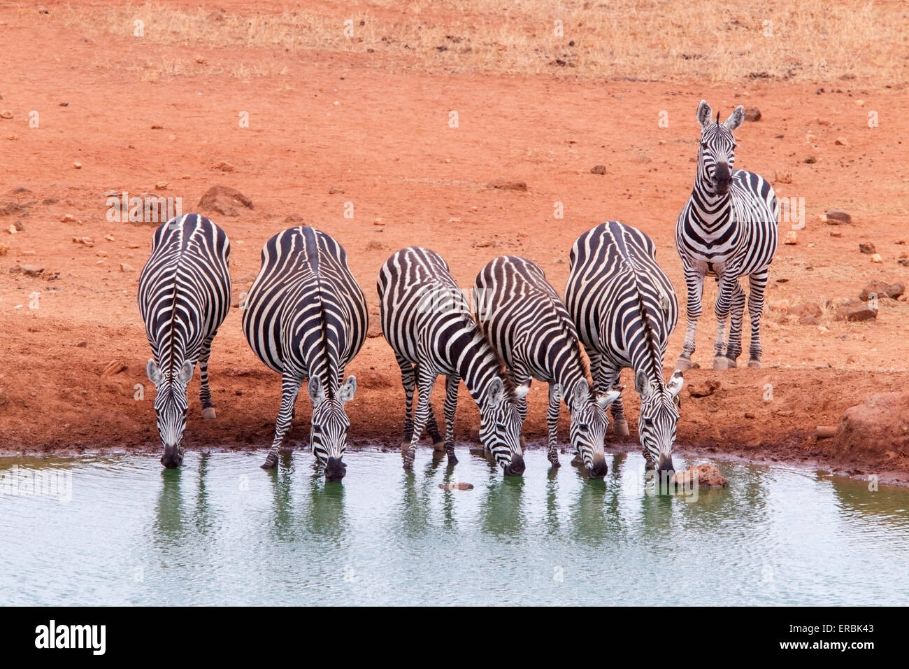 Group of Zebra (Equus quagga) herd drinking at pool, Tsavo, Kenya, Africa Stock Photo