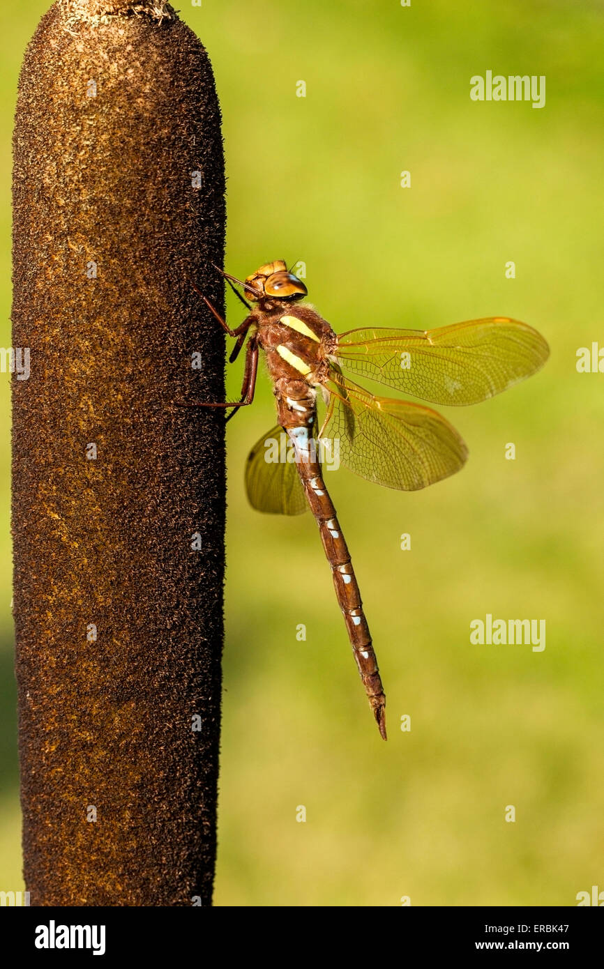 brown hawker dragonfly (Aeshna grandis) adult perched resting on bulrush, Norfolk, England, United Kingdom Stock Photo