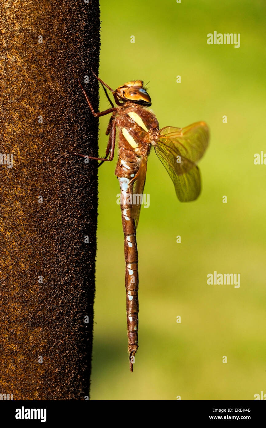 brown hawker dragonfly (Aeshna grandis) adult perched resting on bulrush, Norfolk, England, United Kingdom Stock Photo