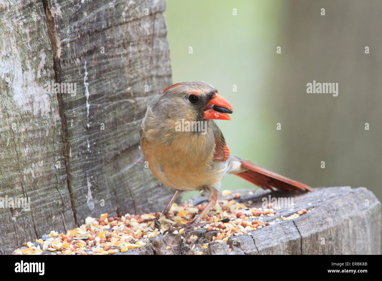 Female Northern Cardinal (Cardinalis cardinalis ) Stock Photo