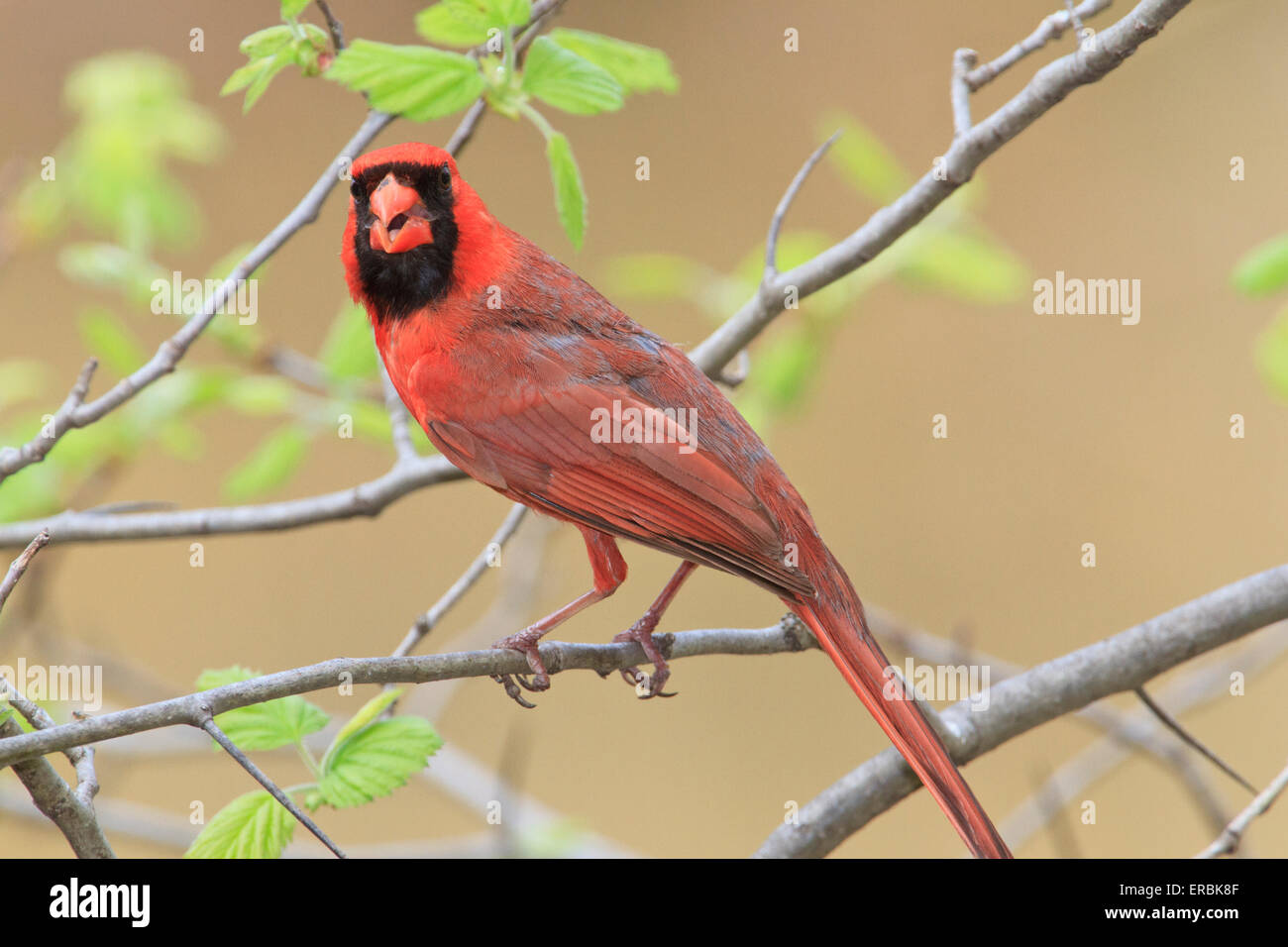 Male Northern Cardinal (Cardinalis cardinalis ) Stock Photo