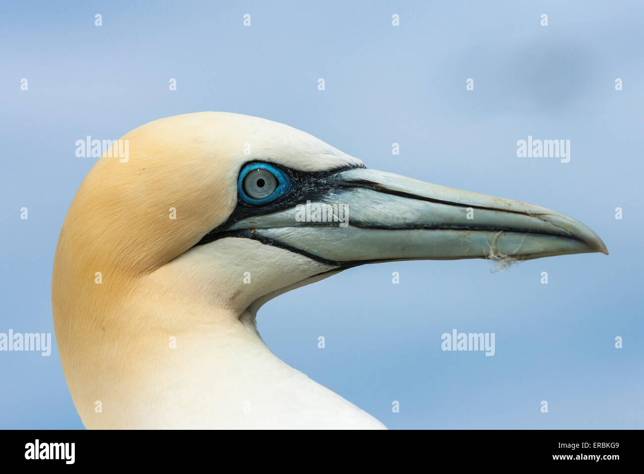gannet-head-and-neck-hi-res-stock-photography-and-images-alamy