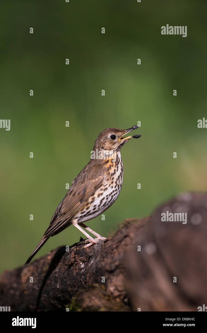 Song thrush Turdus philomelos, calling from log in woodland setting, Soltvadkert, Hungary in June. Stock Photo