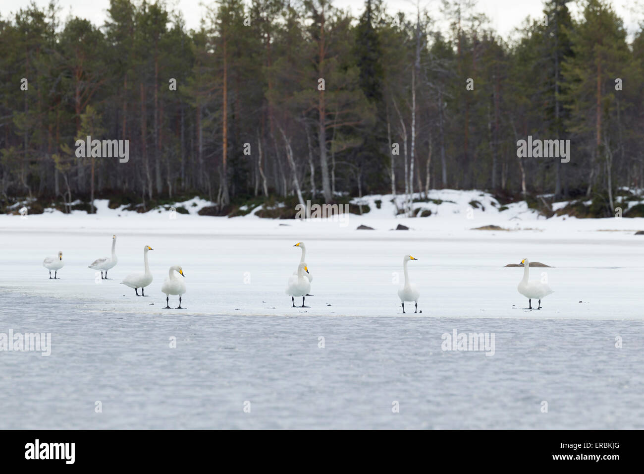 Whooper Swan Cygnus cygnus, birds standing on frozen lake near Kuusamo, Finland in April. Stock Photo
