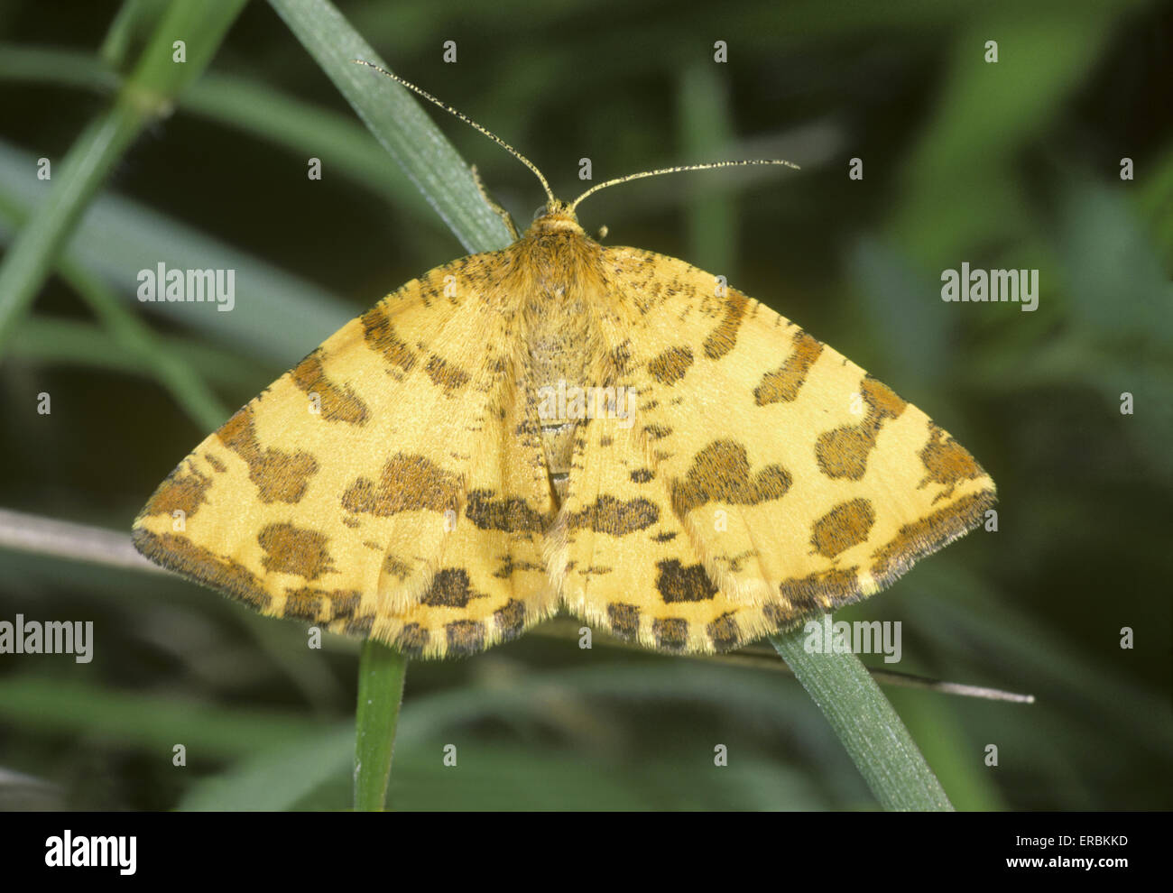 Speckled Yellow - Pseudopanthera macularia Stock Photo