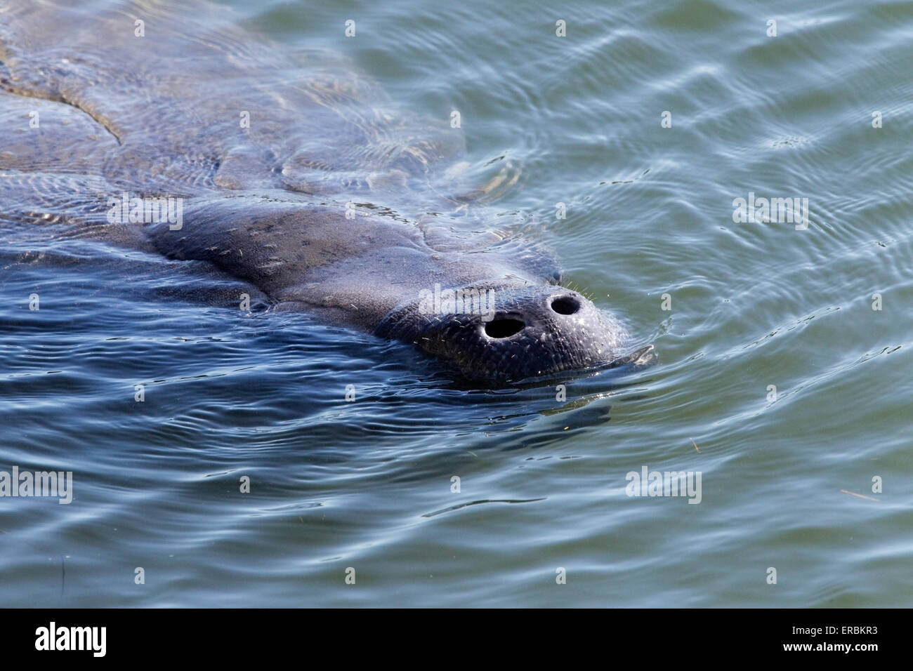 West Indian manatee (Trichechus manatus) adult swimming in water at surface, Florida, USA Stock Photo