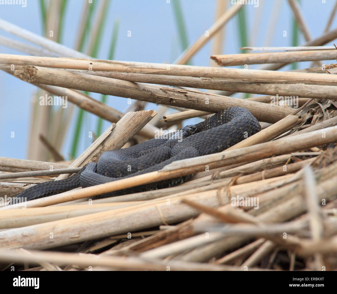 Common Watersnakes (Nerodia sipedon) Stock Photo