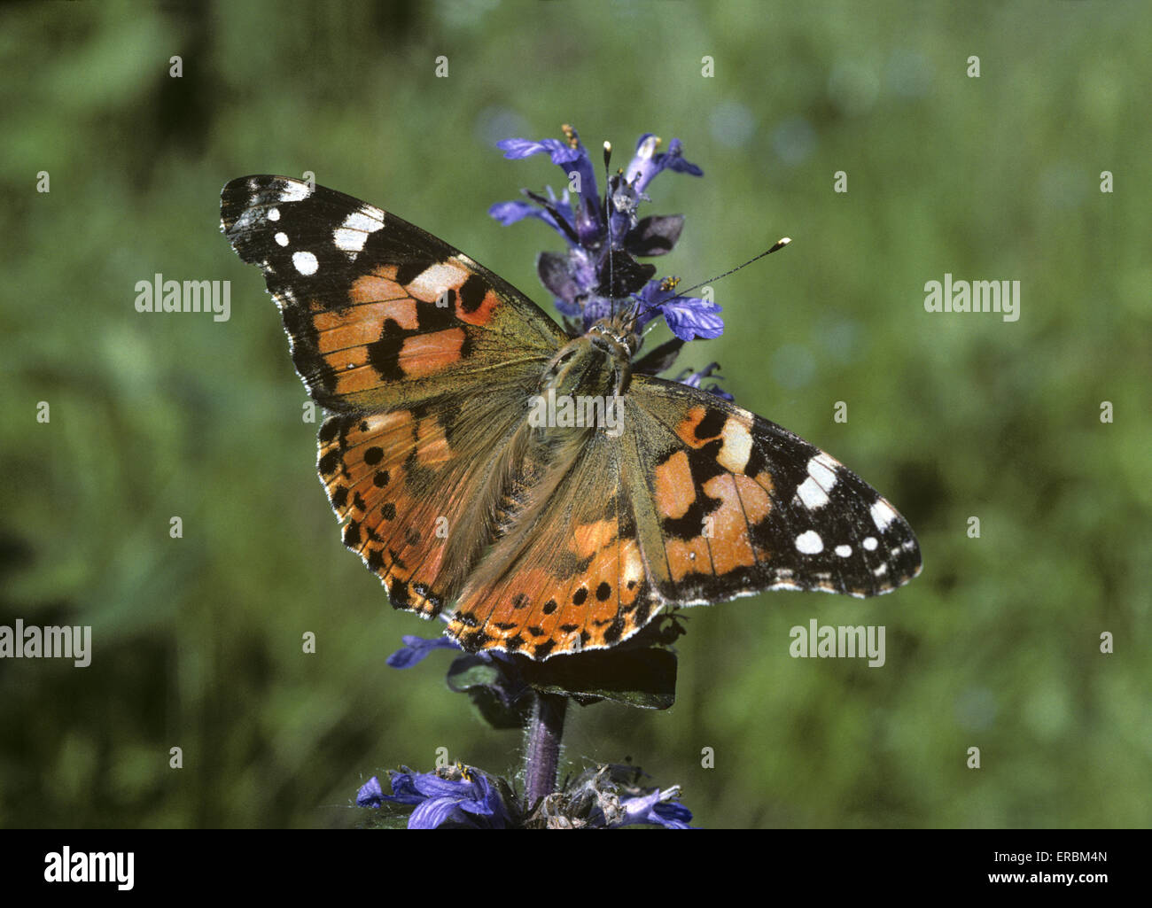 Painted Lady Vanessa cardui Stock Photo Alamy