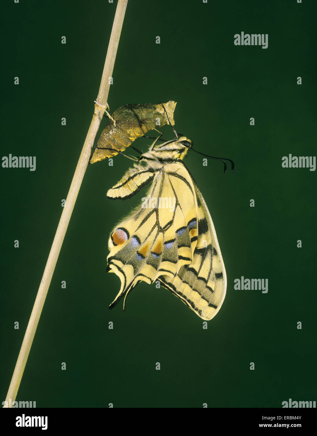 Swallowtail - Papilio machaon ssp. britannicus Stock Photo