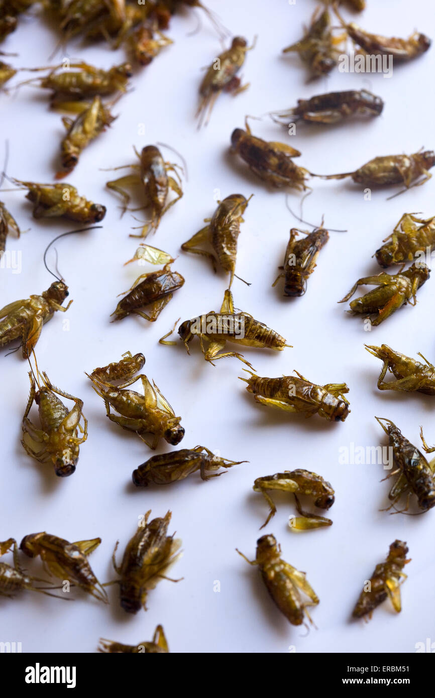 Cooked or Fried Crickets as sold at street markets in Thailand Stock Photo
