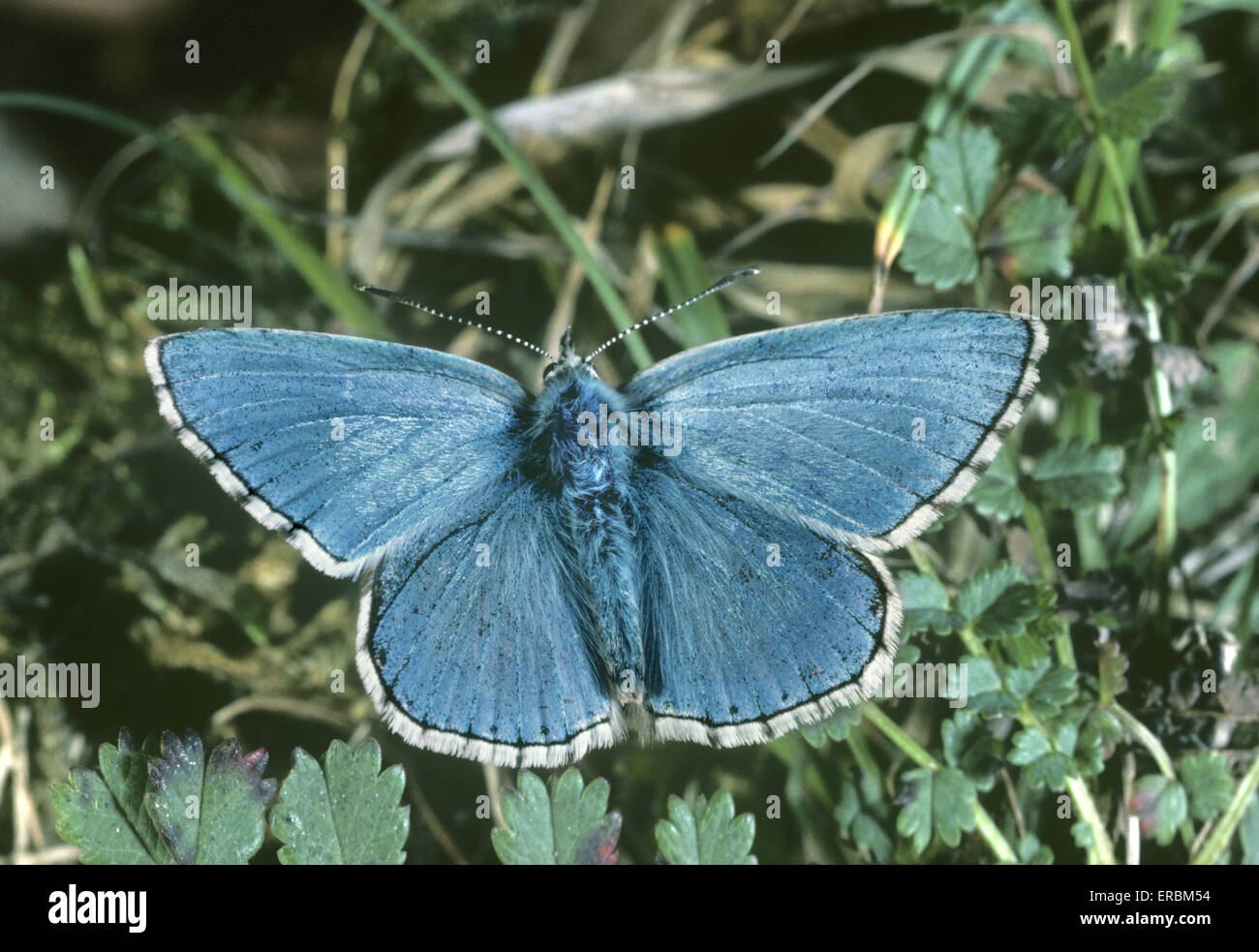 Adonis Blue - Polyommatus bellargus Stock Photo