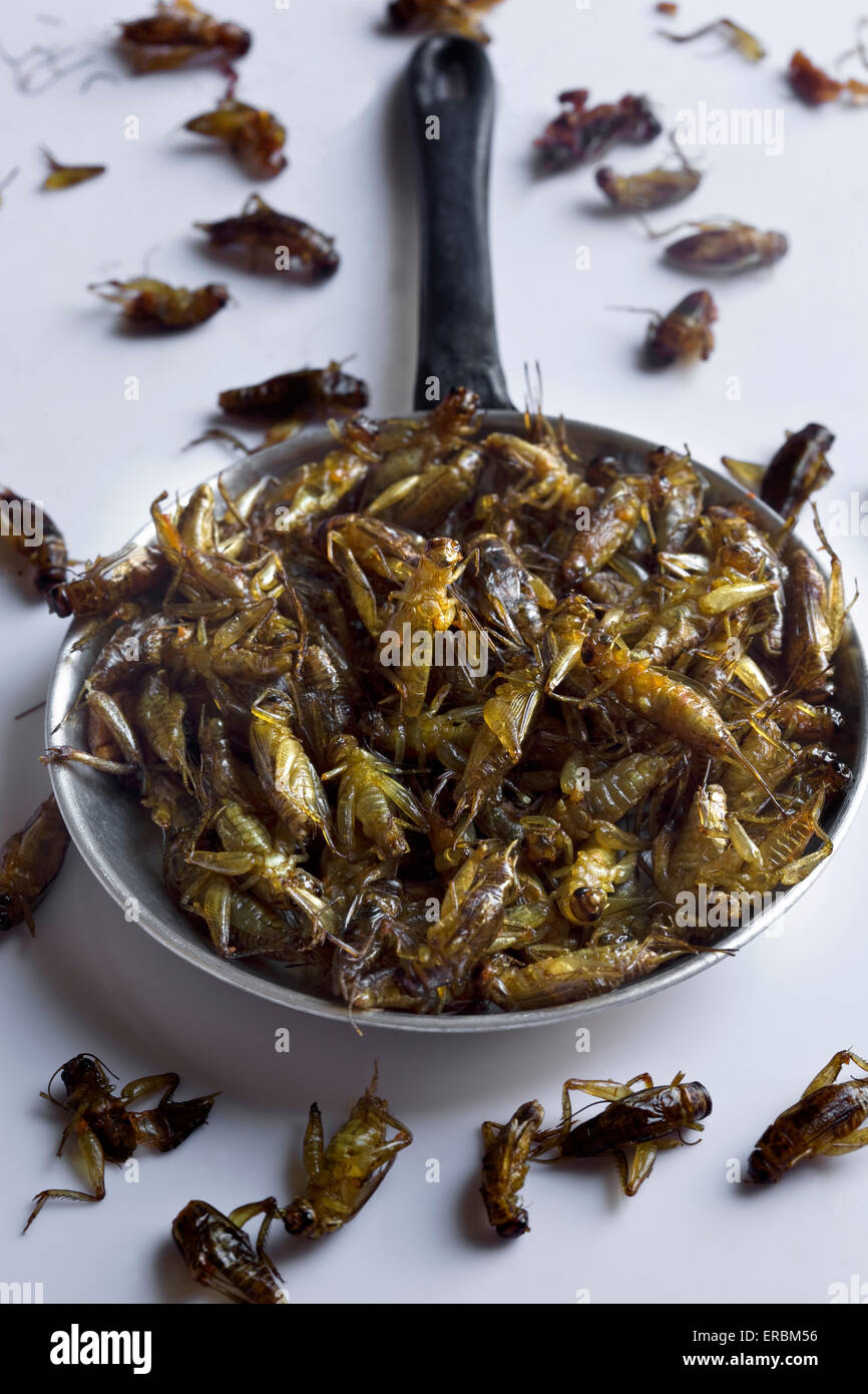Cooked or Fried Crickets as sold at street markets in Thailand Stock Photo
