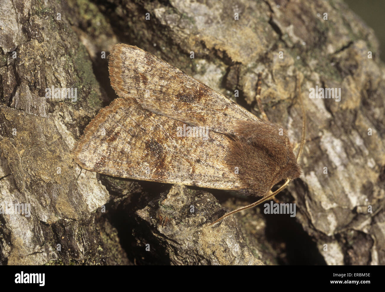 Clouded Drab - Orthosia incerta Stock Photo