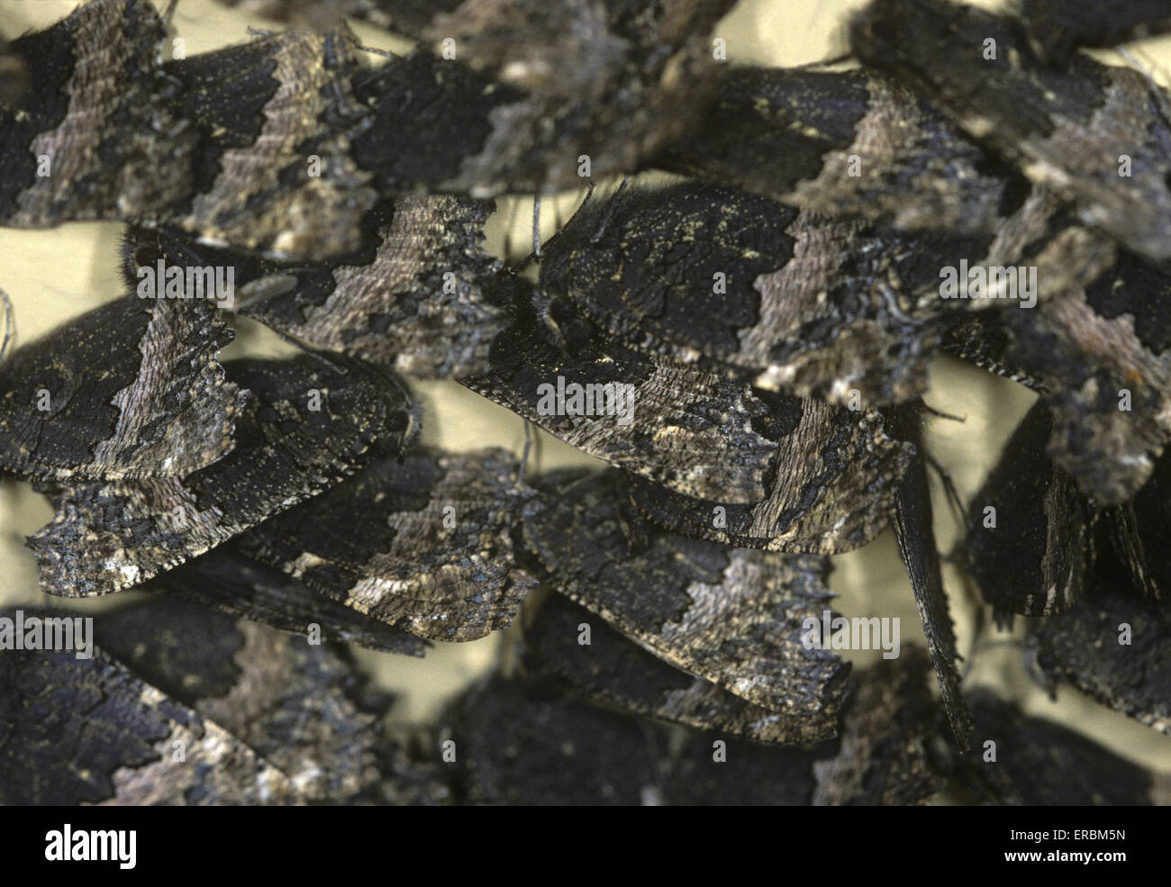 Small Tortoiseshell - Nymphalis urticae - hibernating group Stock Photo