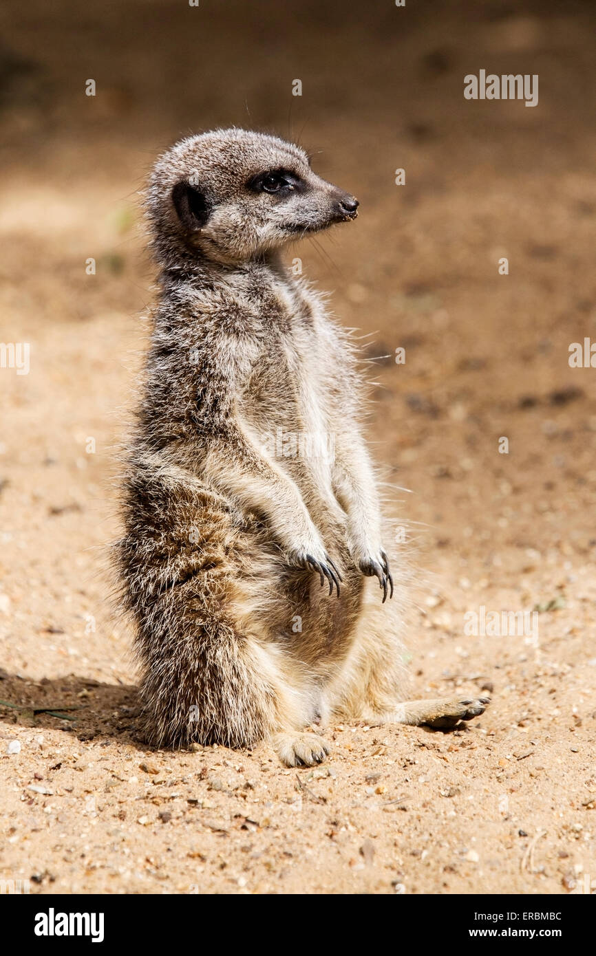 meerkat (Suricata suricatta) adult resting on sandy soil Stock Photo
