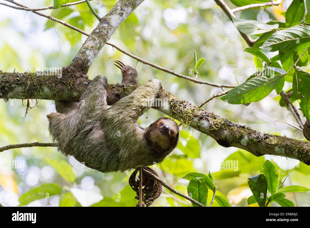 three-toed sloth hanging onto tree branch in rainforest, Costa Rica, central America Stock Photo
