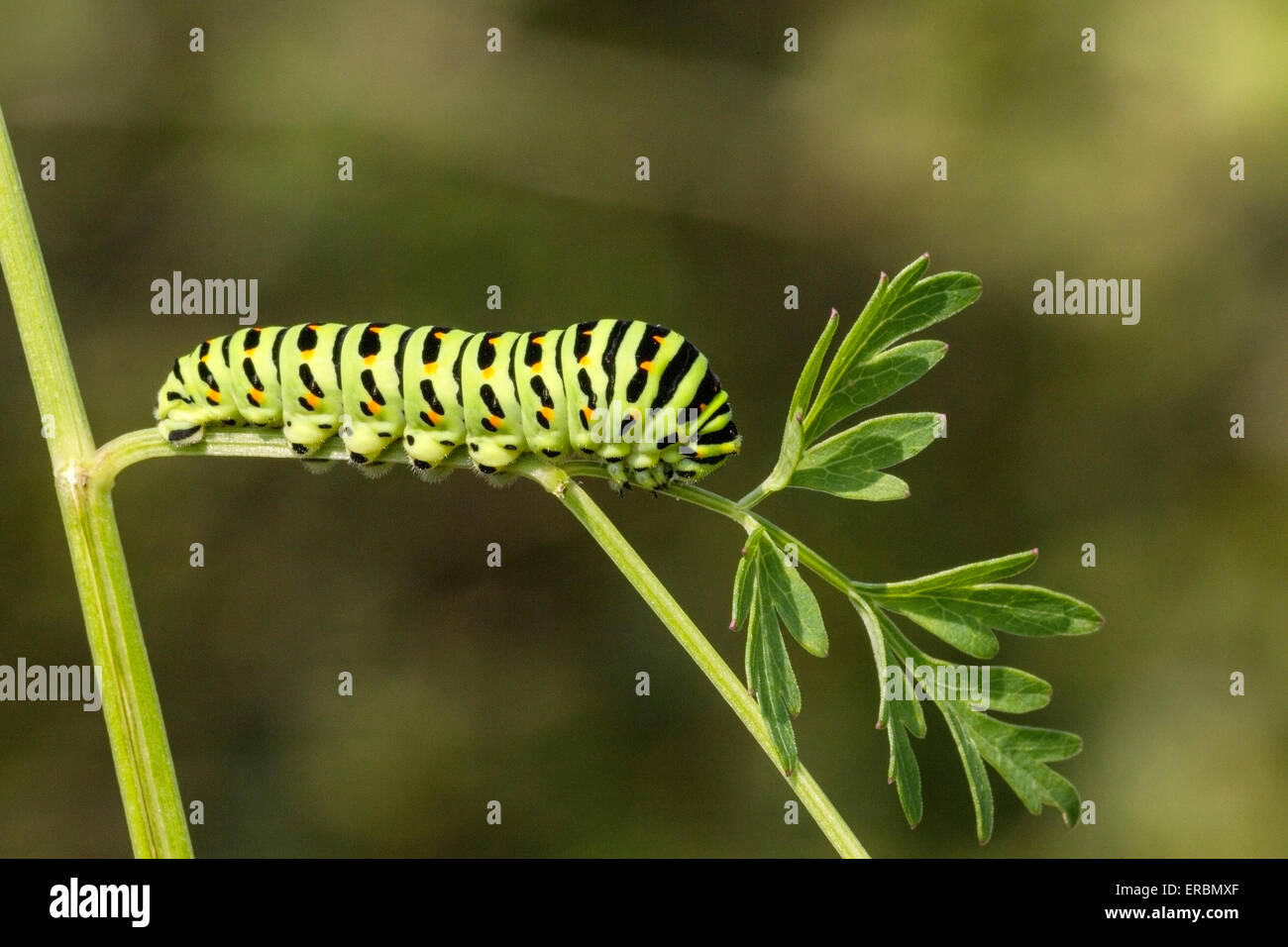 swallowtail butterfly (Papilio machaon) caterpillar (larva) feeding on